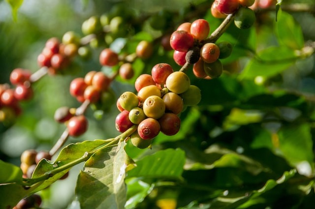 Waar koffie vandaan komt koffiepant met rijpe koffiebes