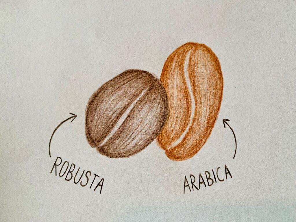Beste koffiebonen 2022 Arabica en Robusta
