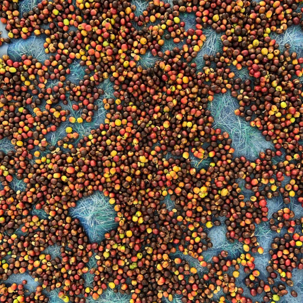 Beste koffiebonen 2022 droge methode na koffieoogst