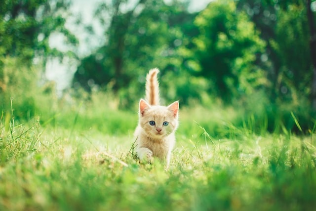 Baby kat voor zwanger zijn en koffie